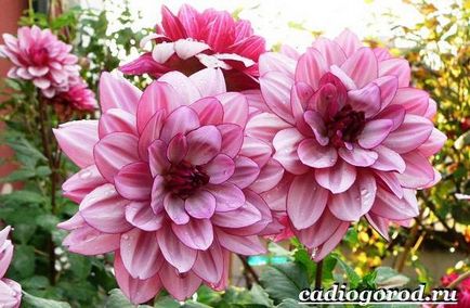 Flori Dahlias