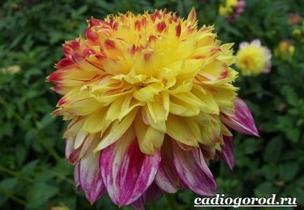 Flori Dahlias