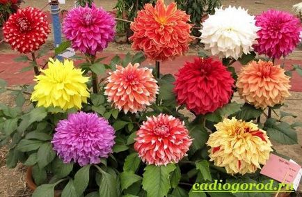 Flori Dahlias