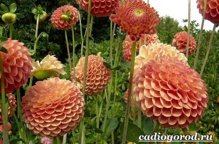 Flori Dahlias