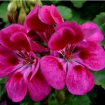 Geranium szoba