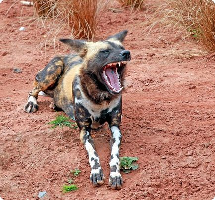 Câine hirocid (vopsit african)