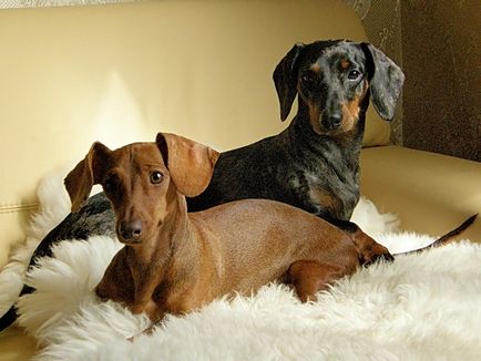 Ginecologia câinilor, site-ul dachshund