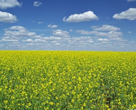 Гірчиця сарептська опис лікування гірчицею