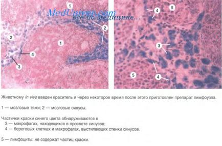 Lymphadenopathia fungică