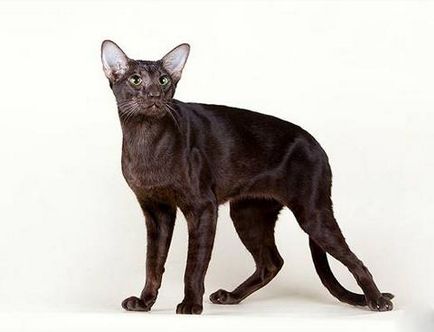 Грумінг орієнтальної кішки догляд за шерстю, стрижка і купання Орієнтал, породи кішок, royal-groom
