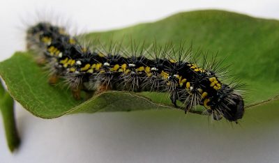 Caterpillar - poze pentru copii, poze