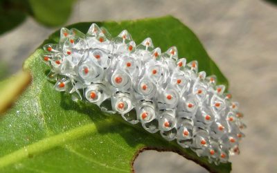 Caterpillar - képek gyerekek képek