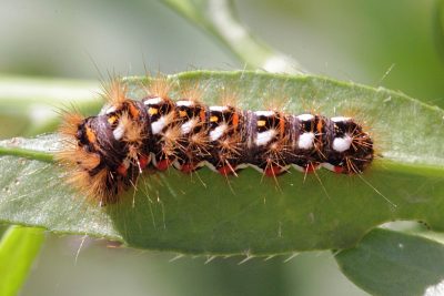 Caterpillar - poze pentru copii, poze