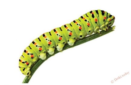 Caterpillar - poze pentru copii, poze