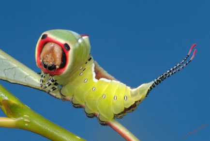 Caterpillar - képek gyerekek képek