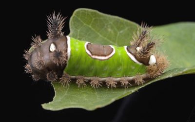 Caterpillar - képek gyerekek képek