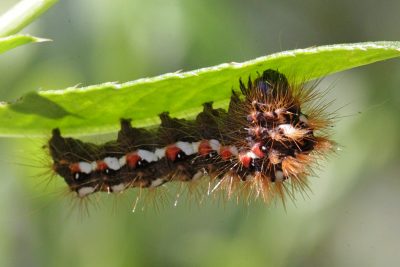 Caterpillar - poze pentru copii, poze