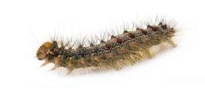 Caterpillar - képek gyerekek képek