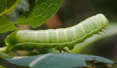 Caterpillar - poze pentru copii, poze