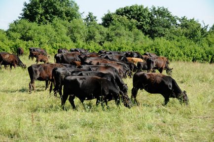 Hipp органічні продукти в дитячому харчуванні