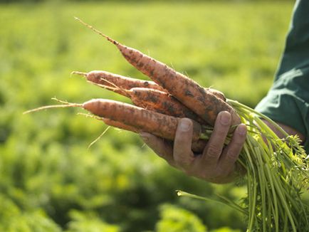 Produse Hipp organice din alimente pentru copii