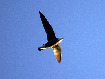 Іглохвостих стриж, колючехвостий стриж (hirundapus caudacutus), ареал характер перебування польові