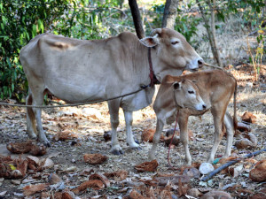 Mini vacă indiană pentru seară, descriere, fotografie, reproducere