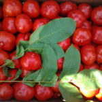 Інструкція по застосуванню - Фітоспорін-м - для томатів все, що потрібно знати