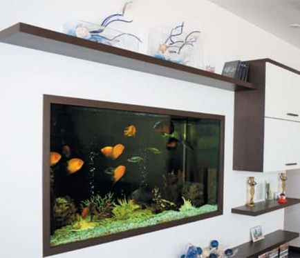Belső Apartmanok akvárium fotó - akvárium belsejében (fotó) az otthoni (belső) Belső Apartmanok akvárium fotó - akvárium belsejében (fotó) otthonában