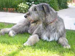 Wolfhound irlandez