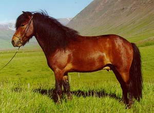 Calul islandez 1