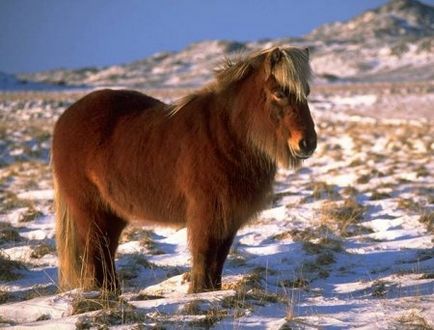 Calea islandeză despre cai