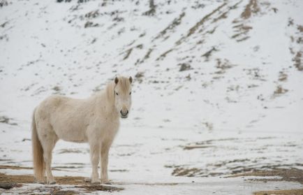 Ісландські конячки (16 фото)