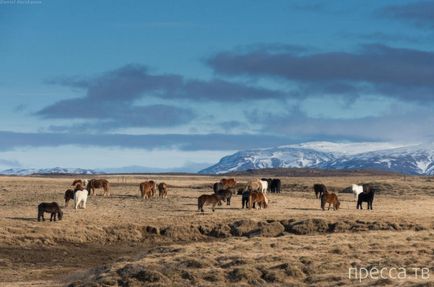 Ісландські конячки (16 фото)