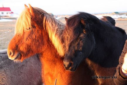 Ісландські конячки, загадкова исландия