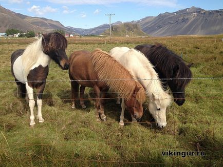 Ісландські конячки, загадкова исландия