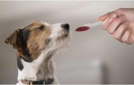 Як давати собаці ліки