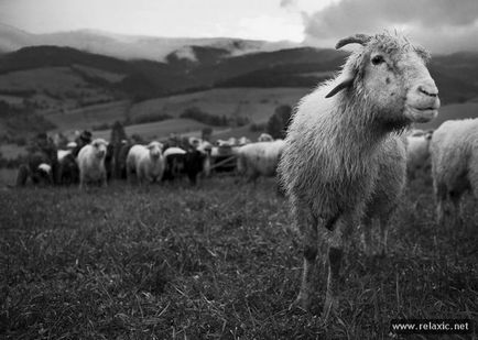 Як роблять овечий сир (28 фото), релаксік