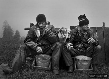 Як роблять овечий сир (28 фото), релаксік