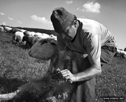 Cum să faci brânză de oaie (28 fotografii), relaxează-te