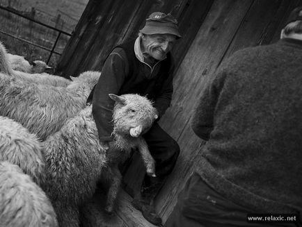 Як роблять овечий сир (28 фото), релаксік