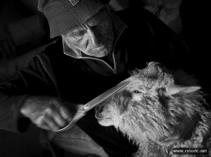 Cum să faci brânză de oaie (28 fotografii), relaxează-te