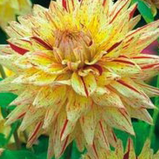 Care sunt dalii de o varietate de flori dahlia cu fotografii și nume, o descriere a noilor soiuri