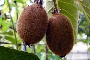 Care sunt proprietățile pielii ale fructelor kiwi exotice