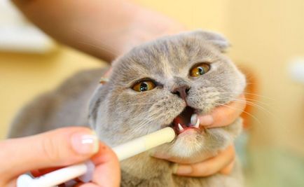 Які щеплення роблять кошенятам коли потрібно робити вакцинацію, в якому віці перша, від сказу