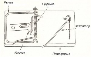 Як позбутися від кажанів на балконі