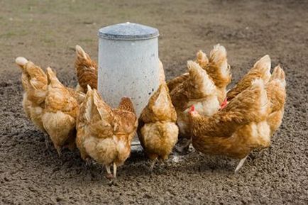 Как да се хранят кокошки носачки в дома, се втурнаха към гръм и трясък