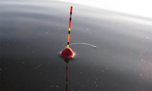 Cum să prindem un aspirator pe o tijă de pescuit plutitoare »