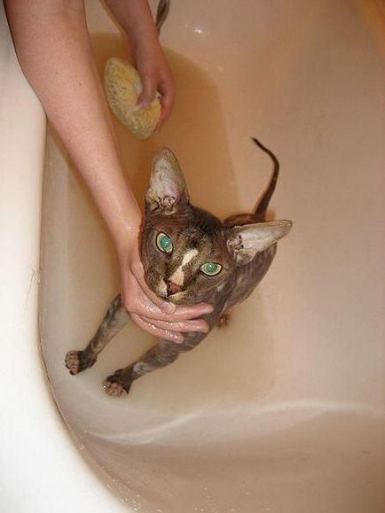 Cum să spăl o pisică corect și cu ce frecvență