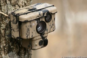 Cum se detectează o capcană de fotografii în pădure