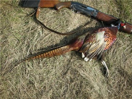 Як полювати на фазана