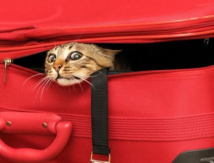 Cum să transportați o pisică din oraș în țară