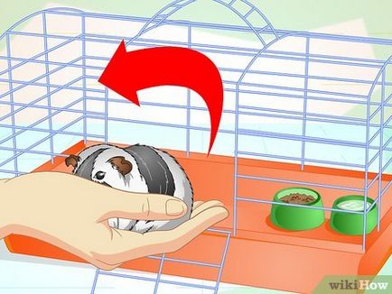 Як почистити клітку морської свинки