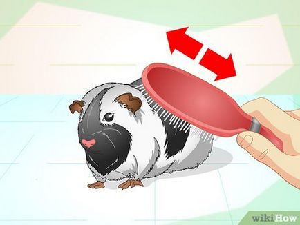 Як почистити клітку морської свинки